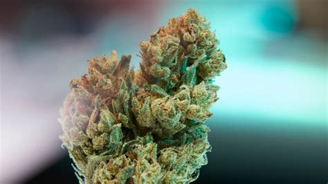 Kush Strains: 8 of the Best Kush Strains | Weedmaps