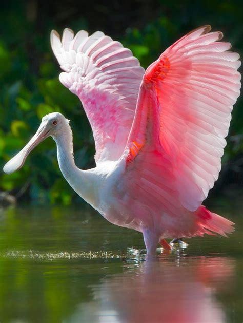 The Roseate Spoonbill Platalea Ajaja Is A Gregarious Wading Bird Of