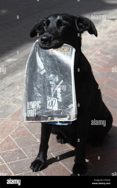 Black Dog Holding Olympic Issue Of Big Issue Stock Photo Alamy