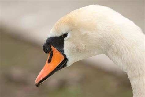 Male Mute Swan Stock Photo Image Of Stretching Wildlife 50048748