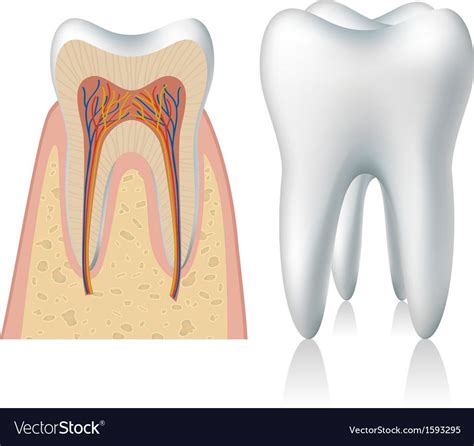 How To Draw Teeth Anatomy at How To Draw