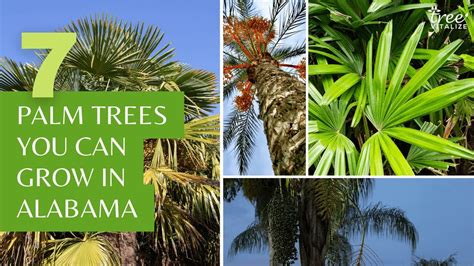 7 Palm Trees You Can Grow In Alabama YouTube