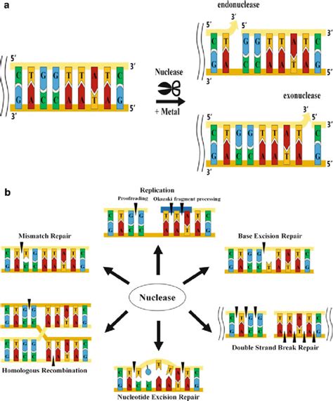 Schematic Diagram Of The Nuclease Enzyme Activity The Two Strands Of