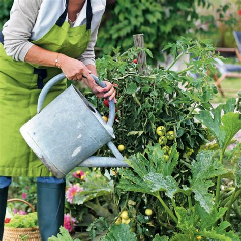 Cultiver son potager 3 conseils pour faire pousser ses fruits et légumes