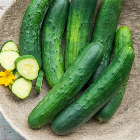 Americana Slicing Hybrid Cucumber Gurneys Seed And Nursery Co