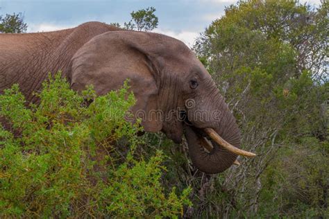 African Elephant is Part of the Big Five Stock Image - Image of experience, heavy: 124934031