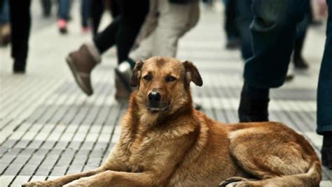 Muere Niña Por Comer Comida Envenenada Que Le Dieron A Un Perro