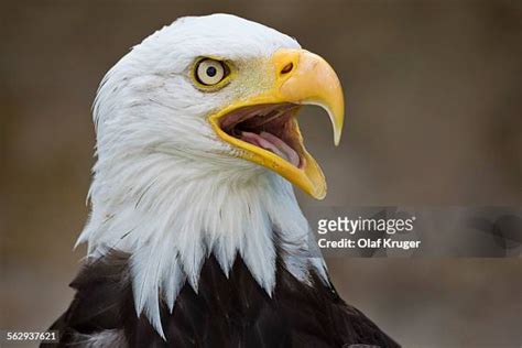 Crying Bald Eagle Photos and Premium High Res Pictures - Getty Images