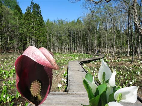 白馬村、落倉自然園 安曇野ライク・ブログ