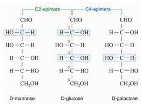 Structure Of Glucose Fructose And Sucrose