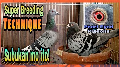 Perfect Breeding Technique For Racing Pigeons Super Tip YouTube