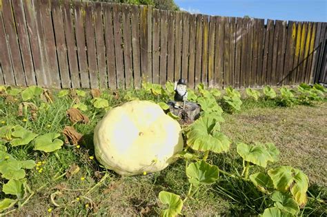 Yes You Can Grow a Giant Pumpkin in a Small Area