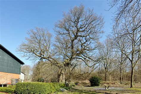 Eiche Bei Mielkendorf Monumentale Eichen Von Rainer Lippert