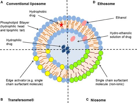 Types Of Skin Cells Pictures Photos