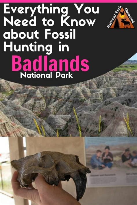 Everything You Need To Know About Fossil Hunting In Badlands National ...