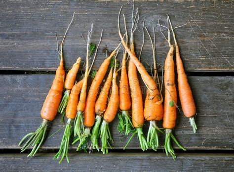 Carrots Roots With Green Leaves Vegetable Vintage Style Food C Stock