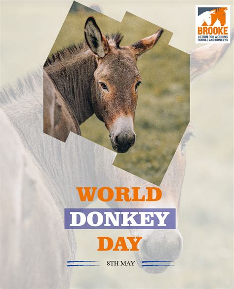 Some Glimpses Of World Donkey Day Arkbiodiv