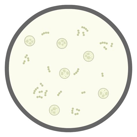 Urinalysis Microscopic Exam – Human Bio Media