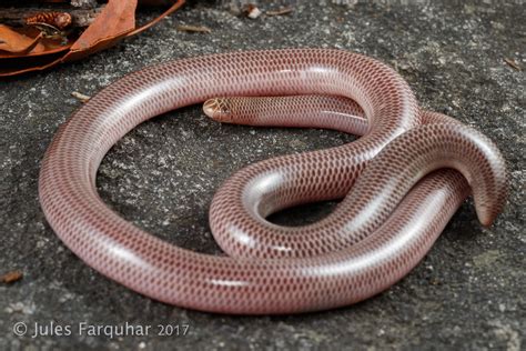 Blackish Blind Snake Anilios Nigrescens Blue Mountains Flickr