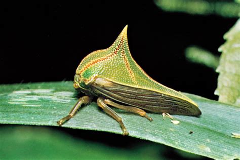 Treehopper Leaf Feeding Hemiptera Plant Sucking Britannica