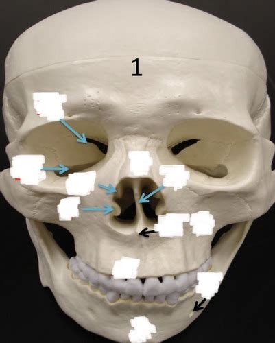 Skull Lab Quiz Flashcards Quizlet