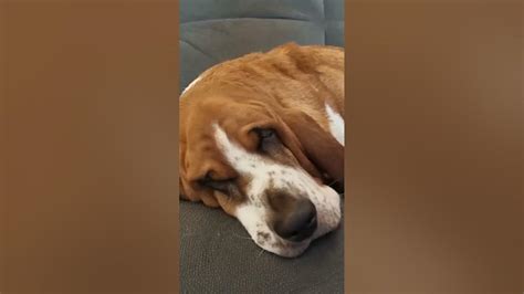 Sleepy Basset Hound Dreams Youtube