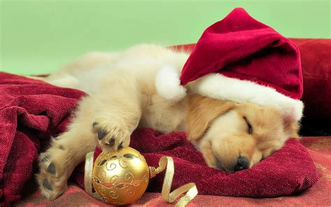 Golden Retriever Christmas Wallpaper - WallpaperSafari