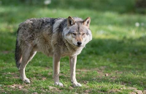 65 Amazing Grey Wolf Facts for Kids (2024) - Milwaukee With Kids