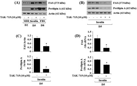 Life Free Full Text Suppression Of Lipid Accumulation In The