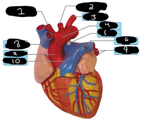 Heart Lab Flashcards Quizlet