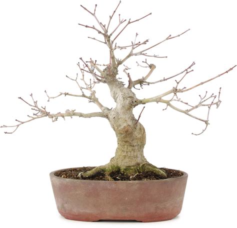 Acer Palmatum 21 Cm ± 20 Anni In Vaso Scheggiato Bonsai Plaza