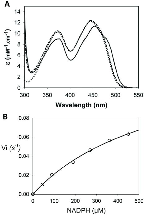 Absorbance Spectrum And Nadph Oxidase Activity Of Dusb Mcap A In