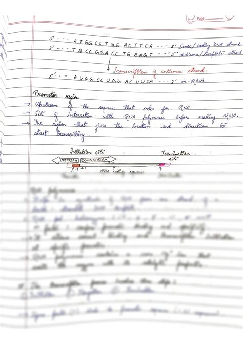 SOLUTION Transcription In Prokaryotes Studypool