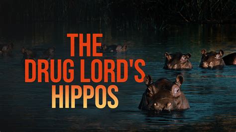 Watch 'The Drug Lord's Hippos' Online | Stream Fox Nation