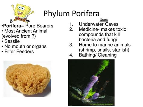 Ppt Phylum Porifera Powerpoint Presentation Free Download Id8680839