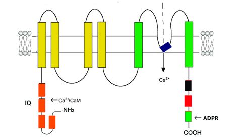 Structural Features Of Stim A And Orai B Proteins Functional