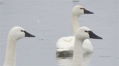 Swan Identification & Behavior | Trumpeter Swan Society