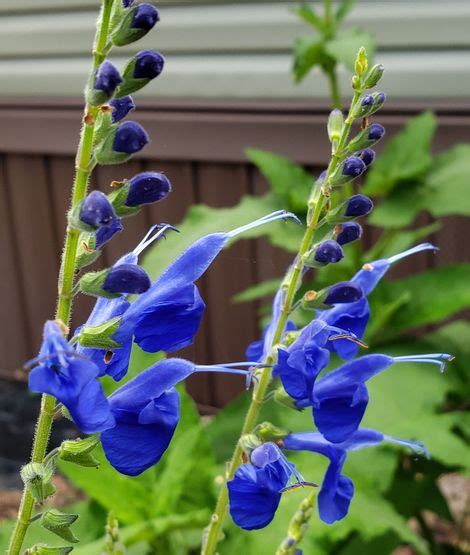 Hybrid Blue Arrowleaf Sage Butterfly Plants Almost Eden