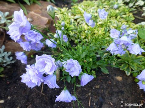 Колокольчики..: Группа Клумбы и цветники