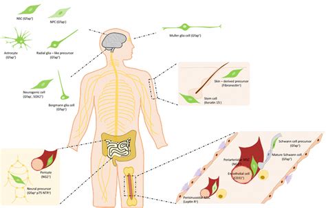 Identity Of Nestin⁺ Cells Found In Neural Tissues And Bone Marrow The