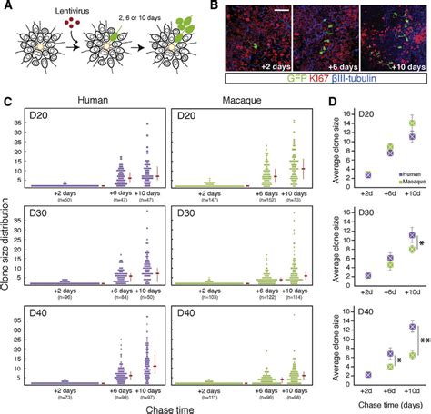 Clonal Analysis Reveals Marked Differences Between Human And Macaque