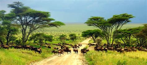 Serengeti Fly In Safari For Days Joagro Safaris Tanzania