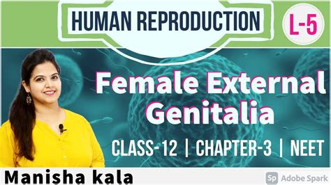 Female External Genitalia L 5 Human Reproduction Class 12