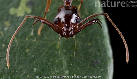 Stock Photo Of Ant Odontomachus Sp Cat Tien National Park Vietnam