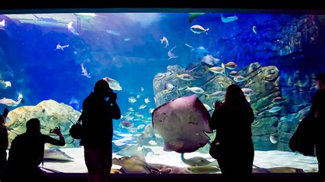 Ripleys Aquarium Of Canada Attractions Ontario