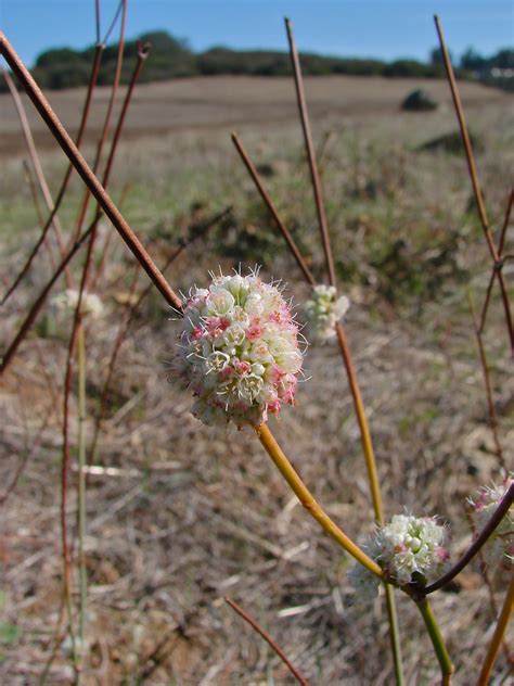 Naked Buckwheat Toiyae National Forest BioDiversity4All