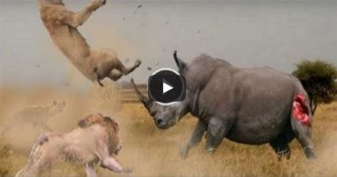 Lion vs Rhino Real Fighting | Himalayan News