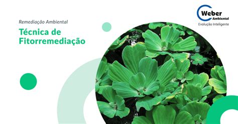 A Fitorremediação É Uma Tecnica - Fitorremediação – Técnica de Remediação Ambiental – Weber Ambiental