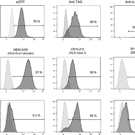 Flow Cytometry Analysis Of Transduced K562 Cell Lines A Left Ecfp Download Scientific Diagram