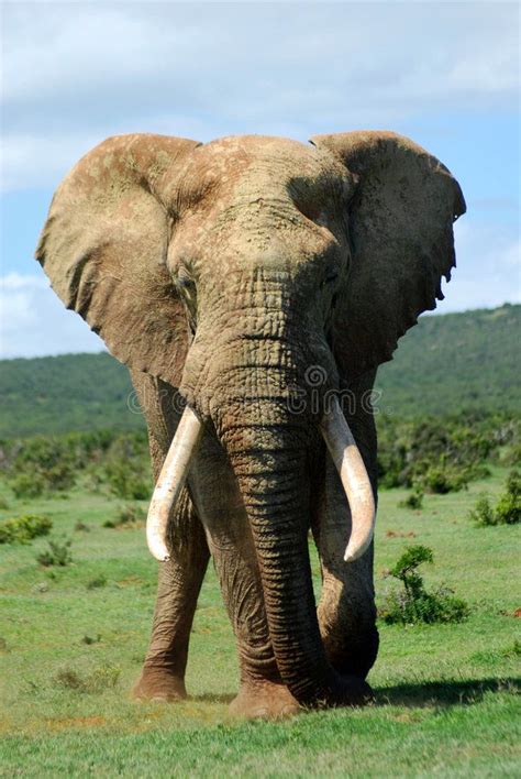 African elephant bull. A full body from front of a massive African ...